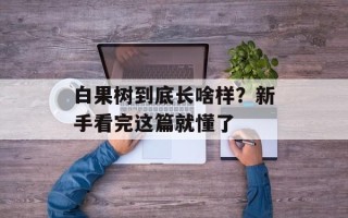 白果树到底长啥样？新手看完这篇就懂了