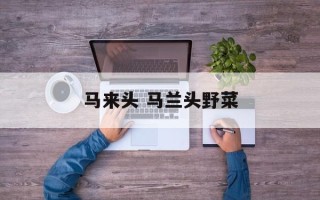 马来头 马兰头野菜