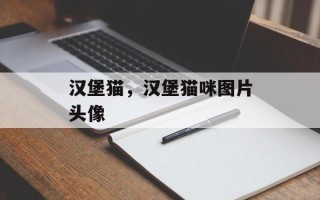 汉堡猫，汉堡猫咪图片头像