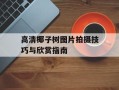 高清椰子树图片拍摄技巧与欣赏指南