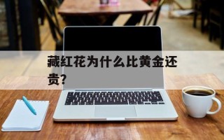 藏红花为什么比黄金还贵？