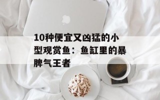 10种便宜又凶猛的小型观赏鱼：鱼缸里的暴脾气王者
