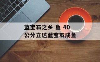 蓝宝石之乡 鱼 40公分立达蓝宝石成鱼