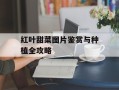 红叶甜菜图片鉴赏与种植全攻略