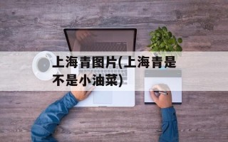 上海青图片(上海青是不是小油菜)