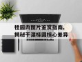 桂圆肉图片鉴赏指南,揭秘干湿桂圆核心差异