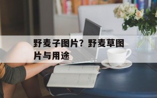 野麦子图片？野麦草图片与用途