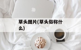 草头图片(草头俗称什么)