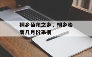 桐乡菊花之乡，桐乡胎菊几月份采摘