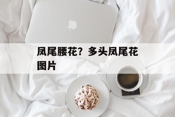 凤尾腰花？多头凤尾花图片-第1张图片-