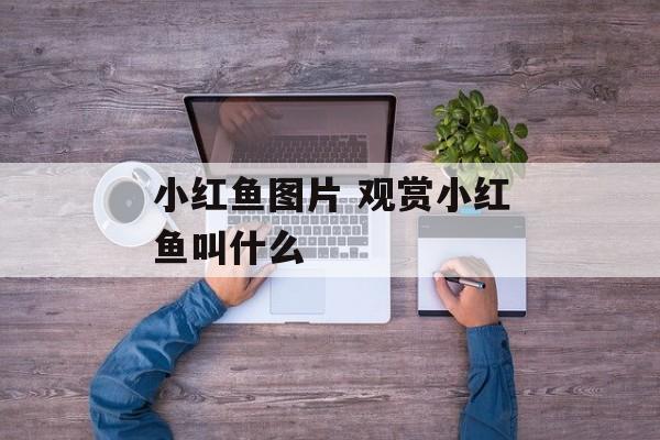 小红鱼图片 观赏小红鱼叫什么-第1张图片-