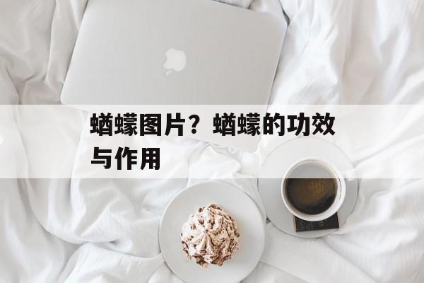 蝤蠓图片？蝤蠓的功效与作用-第1张图片-