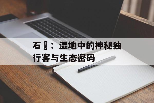 石鸻：湿地中的神秘独行客与生态密码-第1张图片-