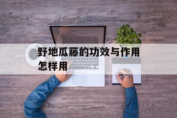 野地瓜藤的功效与作用怎样用-第1张图片-