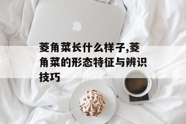 菱角菜长什么样子,菱角菜的形态特征与辨识技巧-第1张图片-