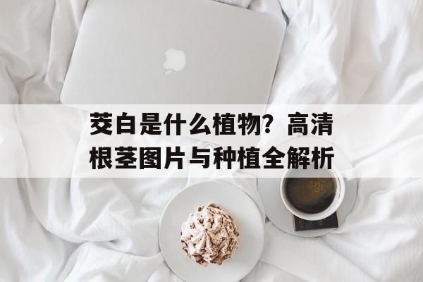 茭白是什么植物？高清根茎图片与种植全解析-第1张图片-